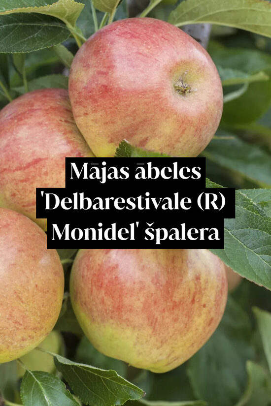 Mājas ābeles 'Delbarestivale (R) Monidel' špalera - formēts ekrāna tipa vainags